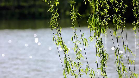 春天自然风景水面的垂柳柳树随风飘动视频的预览图