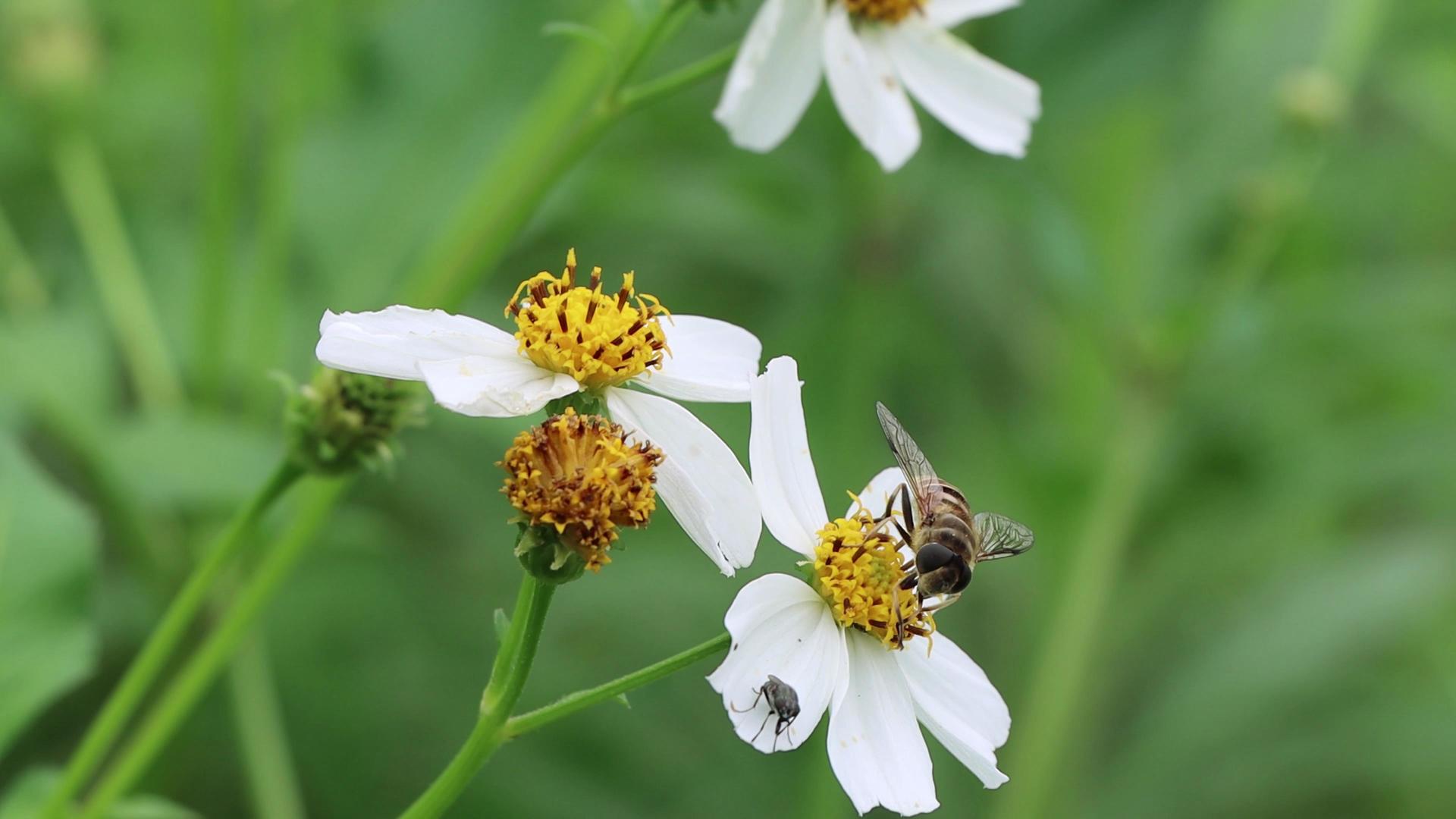 4K蜜蜂采蜜采花粉实拍素材视频的预览图