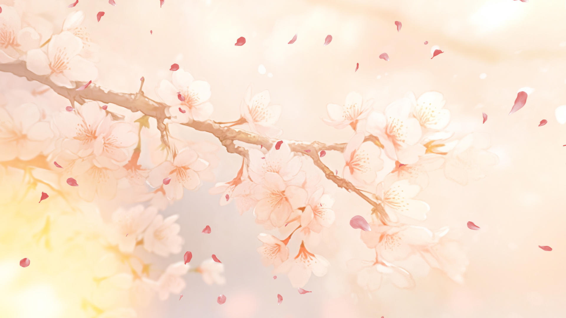 美丽简约的樱花落下粉嫩的背景视频视频的预览图