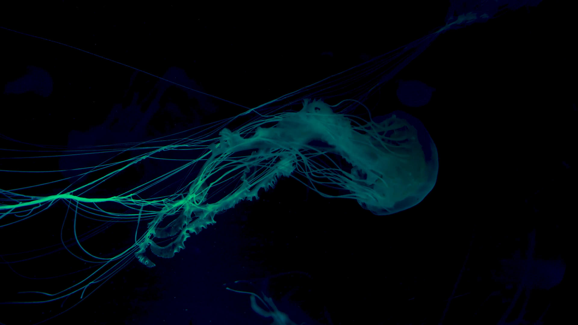 水族馆的水母视频的预览图
