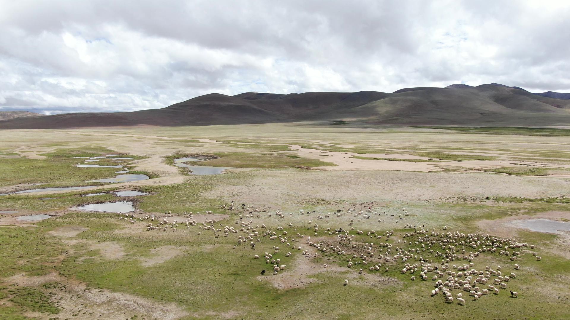 高原牧场羊群放牧航拍视频视频的预览图