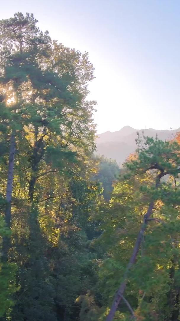 航拍井冈山森林阳光明媚大自然清晨视频的预览图