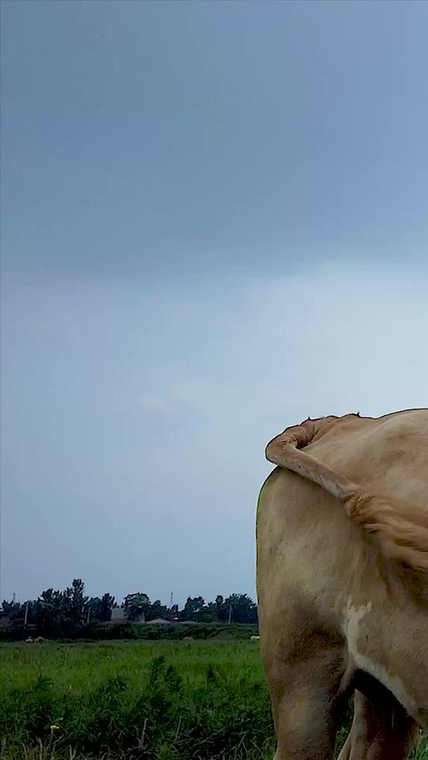 田野里吃草的牛儿视频的预览图