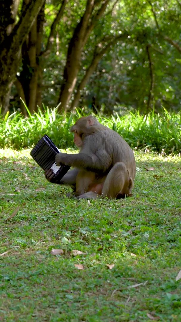 野猴吃人类喂食的食物视频的预览图