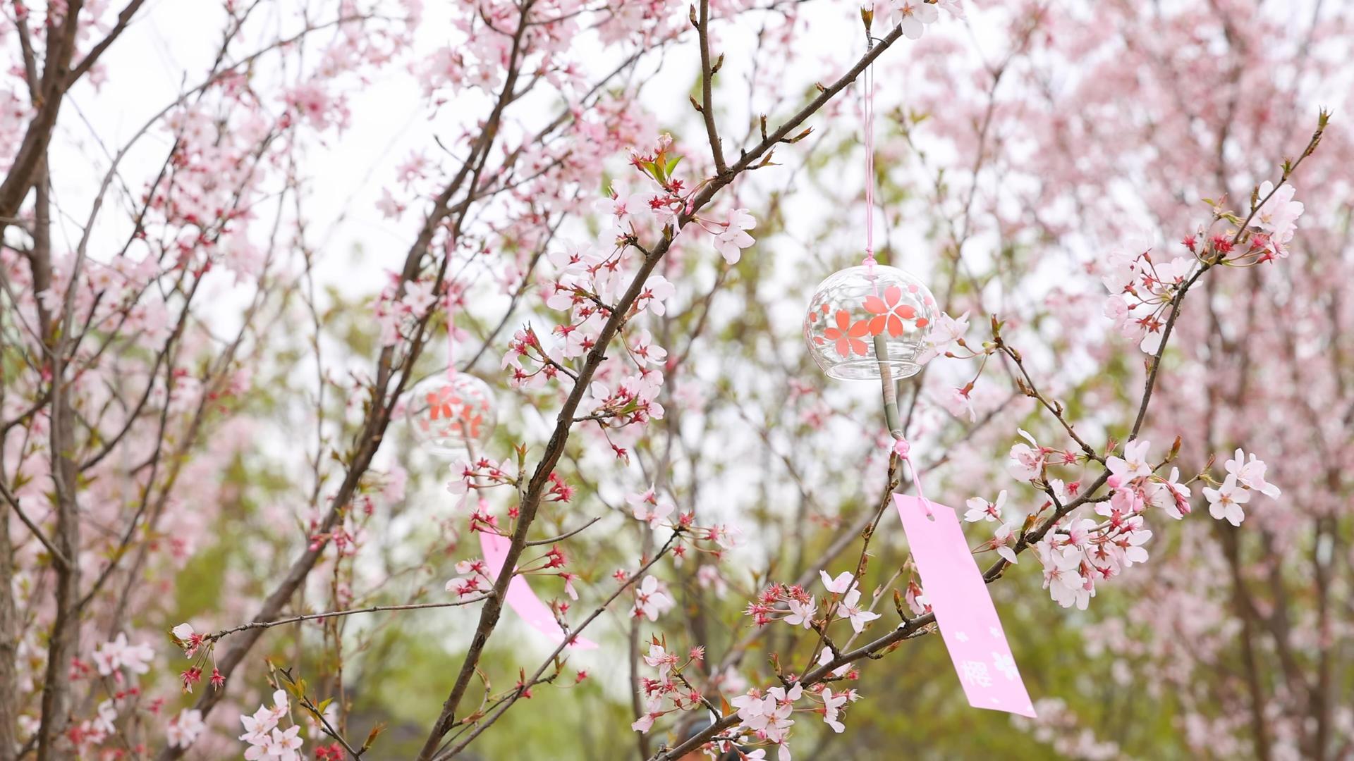 挂在樱花树上的风铃视频的预览图