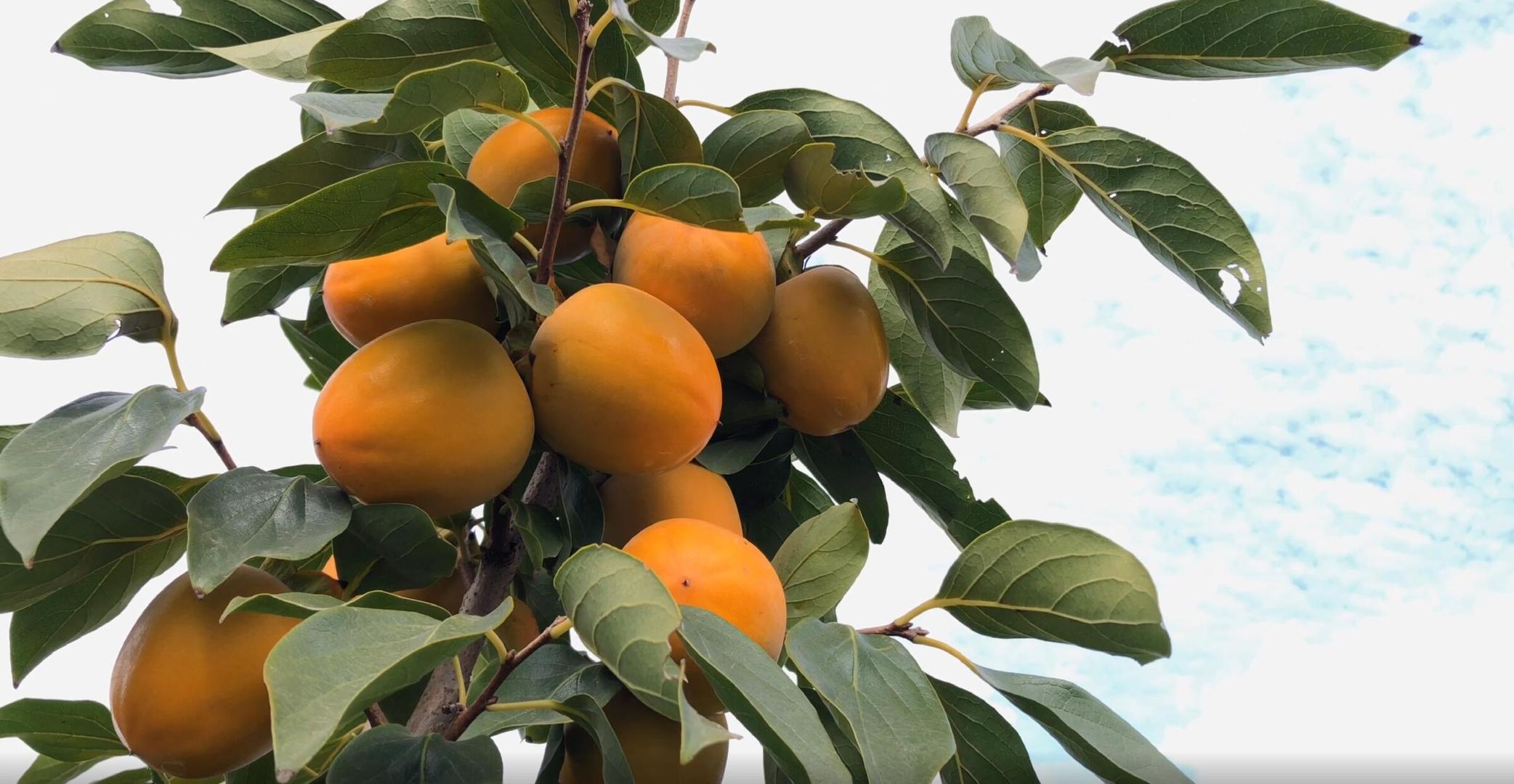 柿子树上的奶油柿黄了视频的预览图