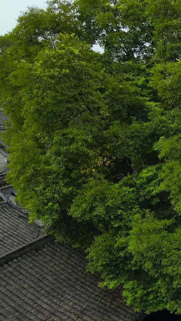 刘文彩地主庄园航拍4A景区视频的预览图