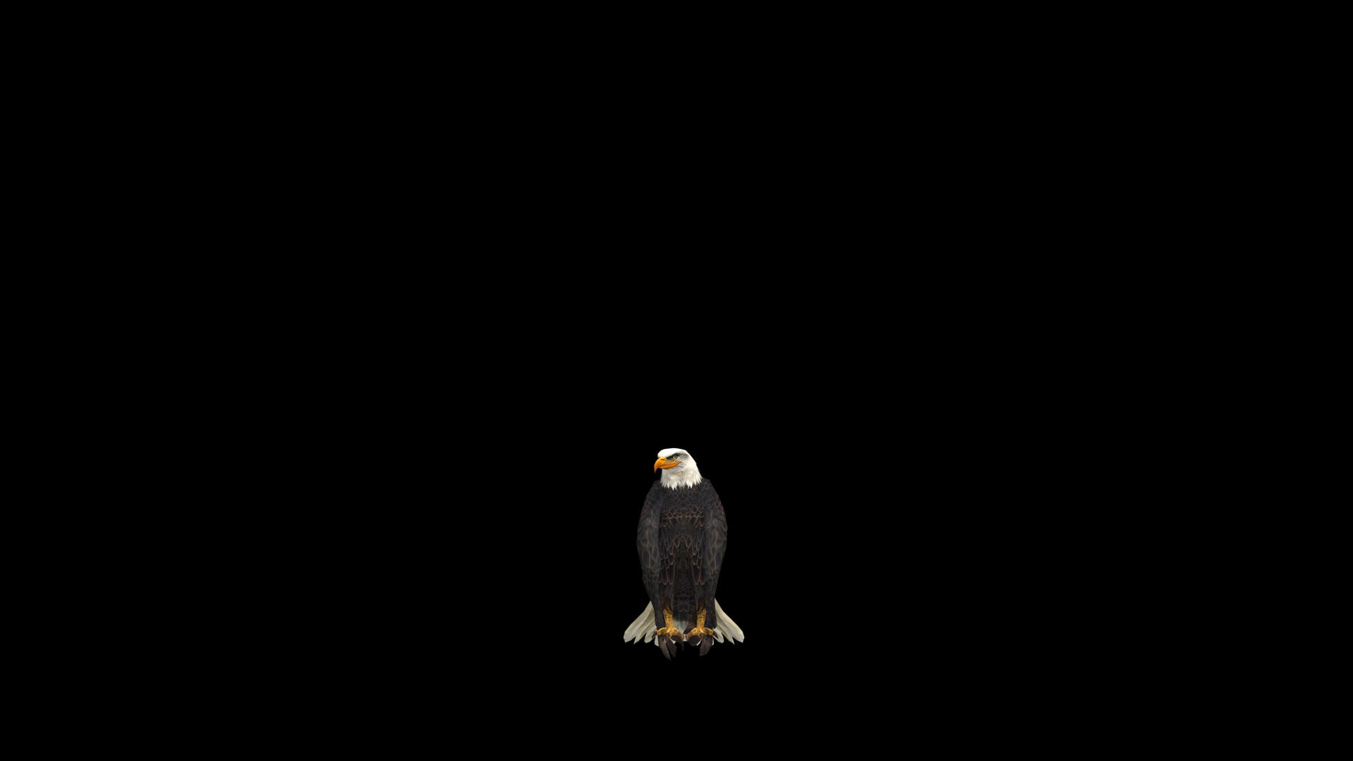 鹰着陆动画带通道视频的预览图