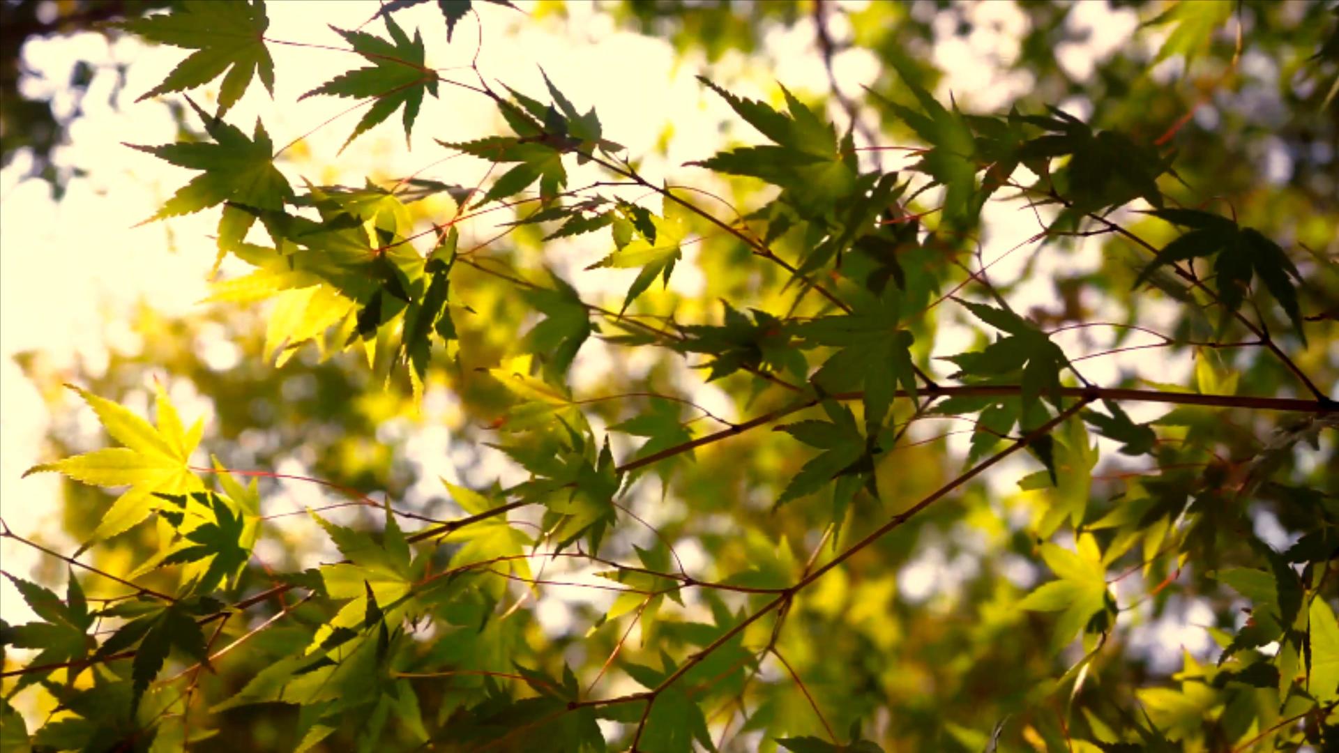 4K实拍秋天景色枫叶飘动阳光穿过树叶树影视频的预览图