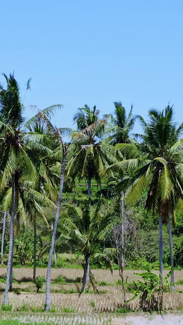 椰子林在热带地区视频的预览图