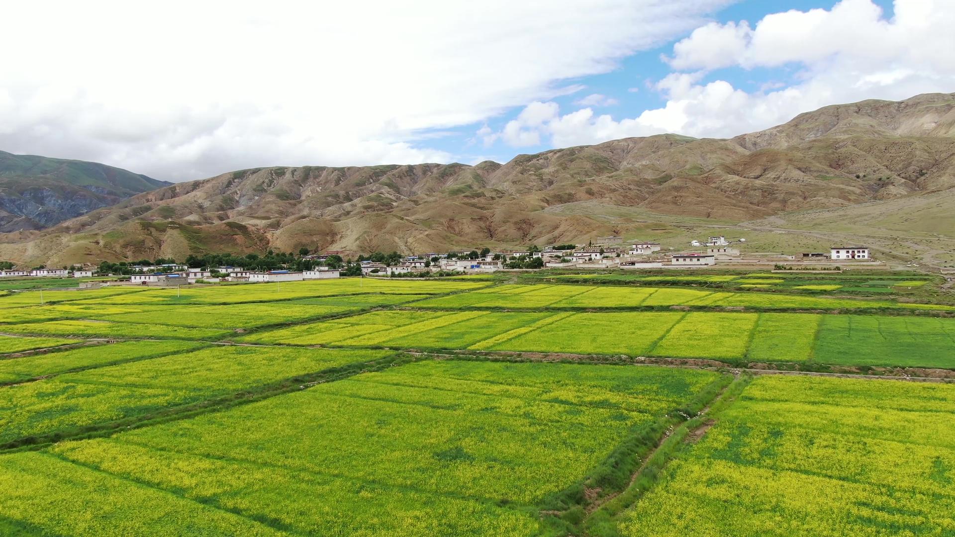 西藏高原油菜花与藏式村庄航拍视频视频的预览图