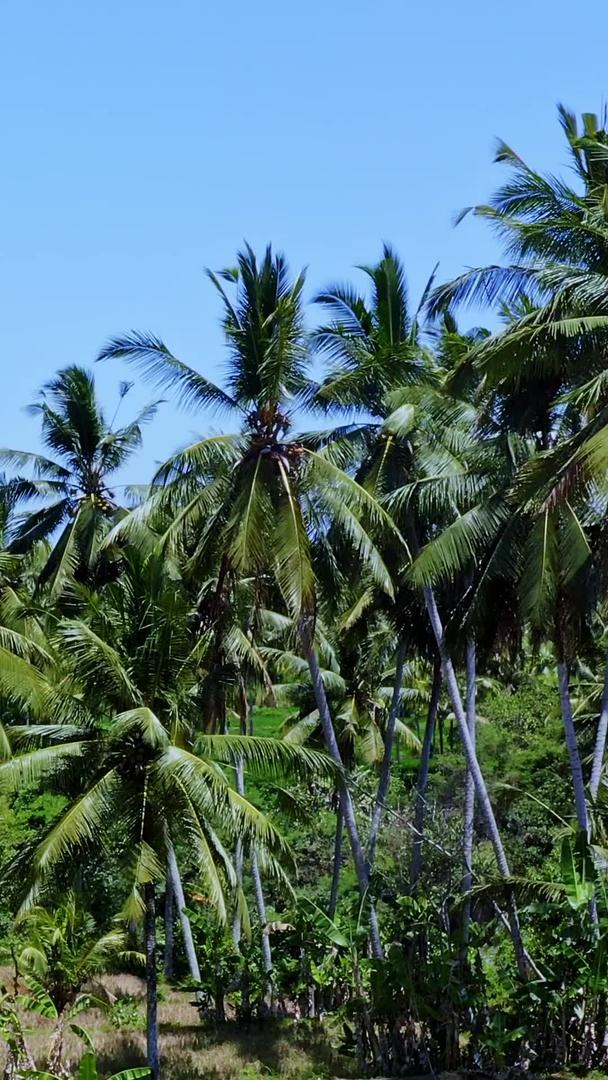 椰子林在热带地区视频的预览图