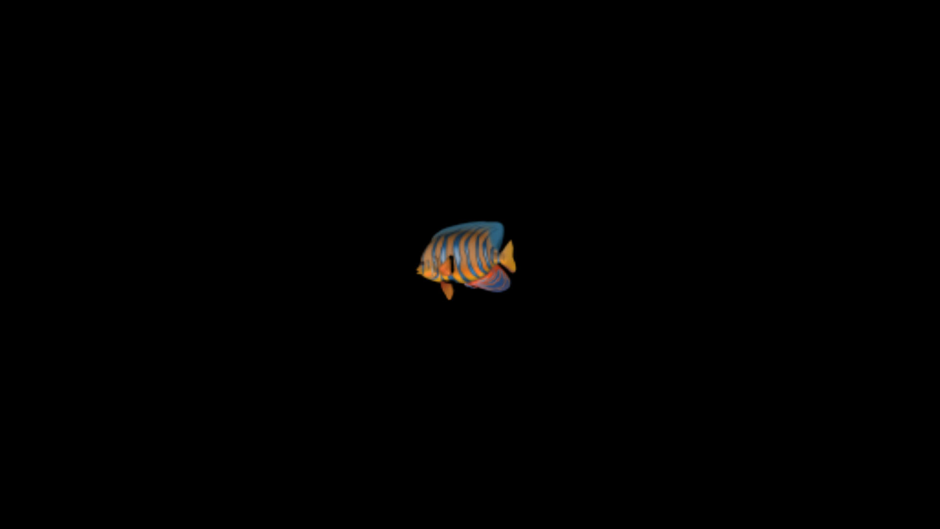游动的鱼视频的预览图