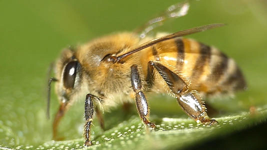 蜜蜂吸早上的露水视频的预览图