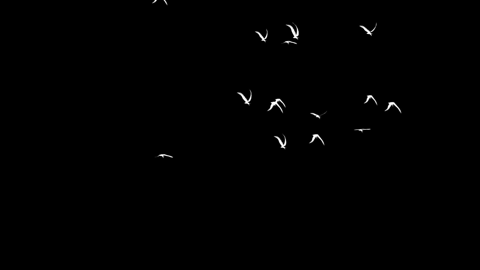 一群鸟飞过视频的预览图