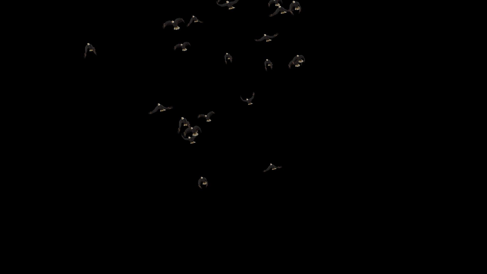 一群鸟飞过4K视频的预览图