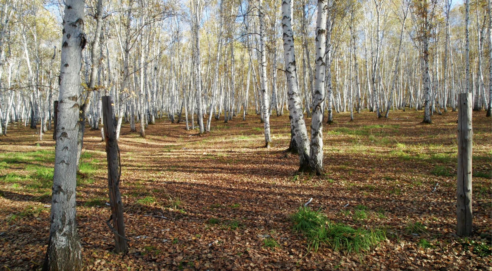 内蒙古白桦林森林公园视频的预览图