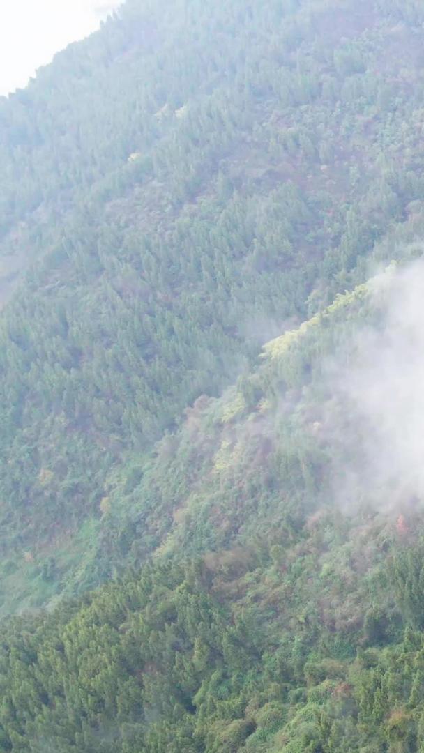 航拍绿色植物生态环境云雾缭绕人间仙境视频的预览图