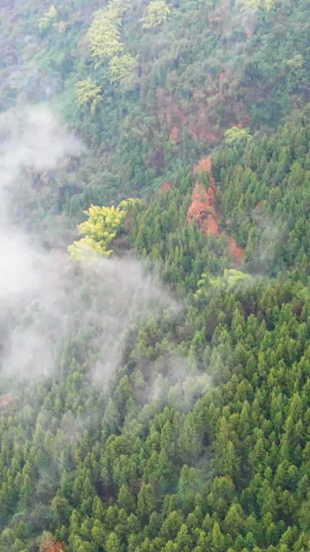 航拍绿色植物生态环境云雾缭绕人间仙境视频的预览图