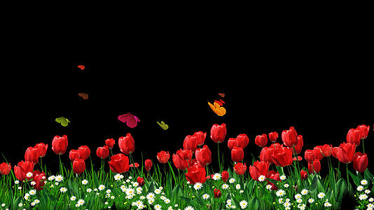 红色郁金香花丛透明通道视频的预览图