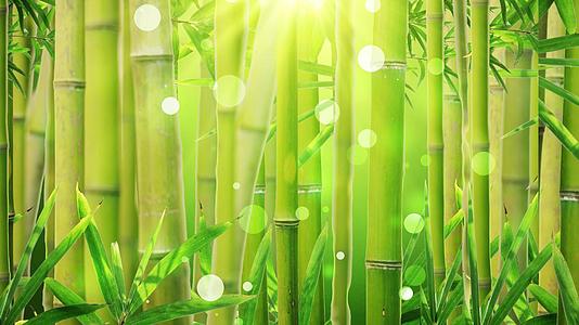 4K创意写实竹林穿梭竹意境背景视频视频的预览图