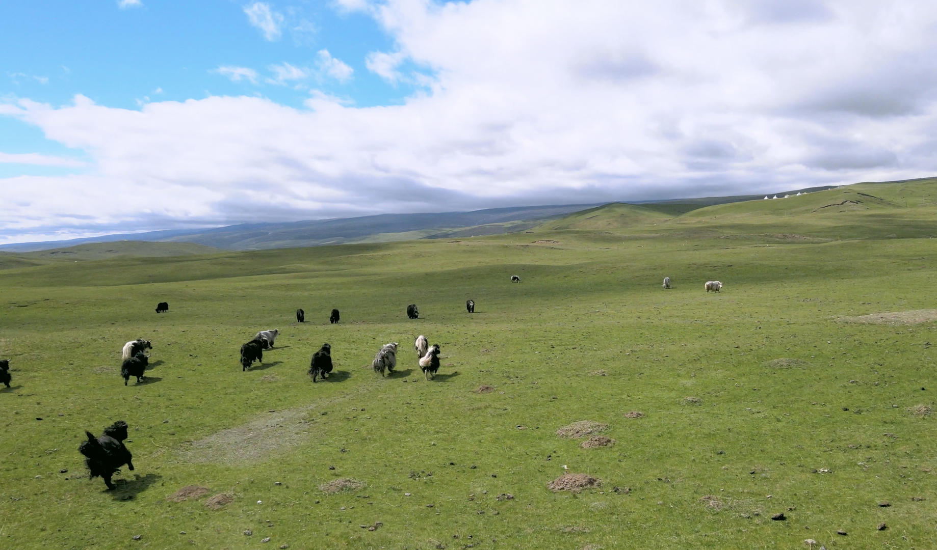 4k航拍青海草原上的牦牛群视频的预览图