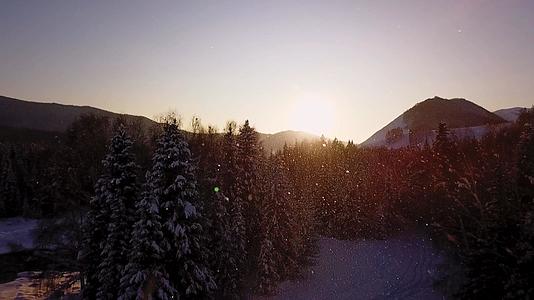 早晨阳光下飘雪的树林视频的预览图