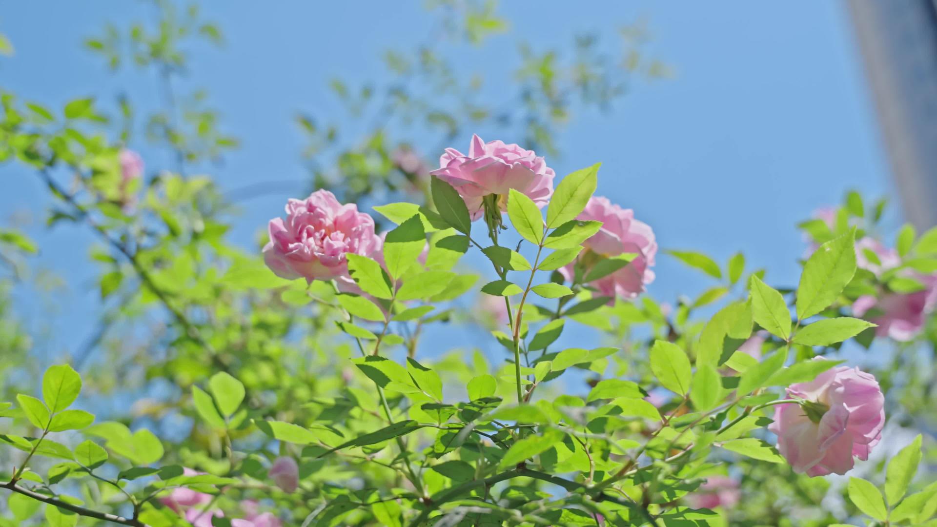 春暖花开玫瑰花开4k空镜头视频的预览图