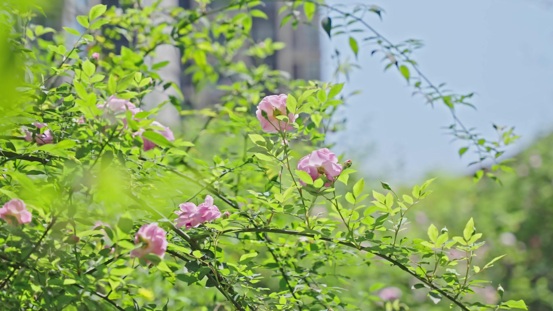 春暖花开玫瑰花开4k空镜头视频的预览图