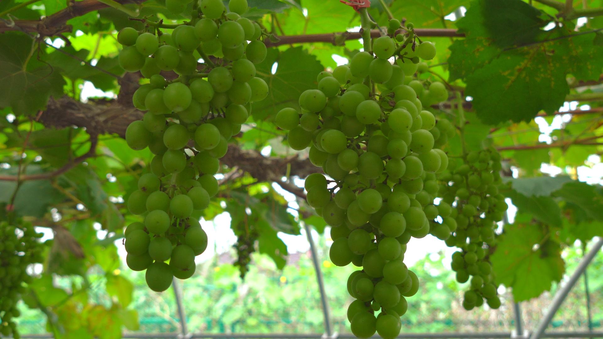 葡萄种植园视频的预览图