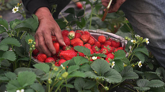 农村有机农场采摘草莓的农民4k素材慢慢升级视频的预览图