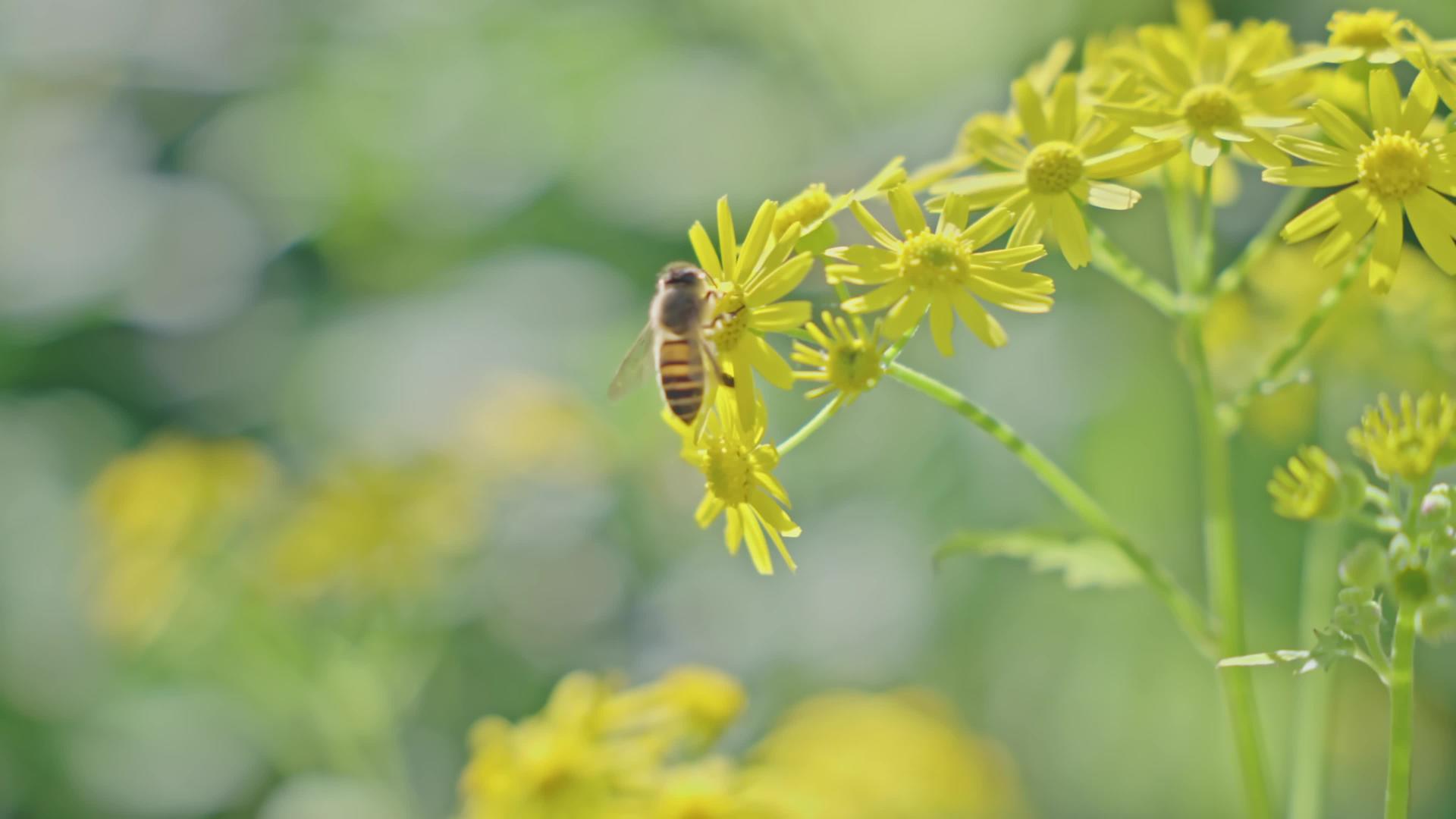 春花蜜蜂采蜜春暖花开4k春花视频的预览图