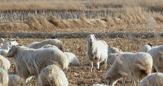 4K多角度拍摄微风中麦田田野里吃草的羊群素材视频的预览图