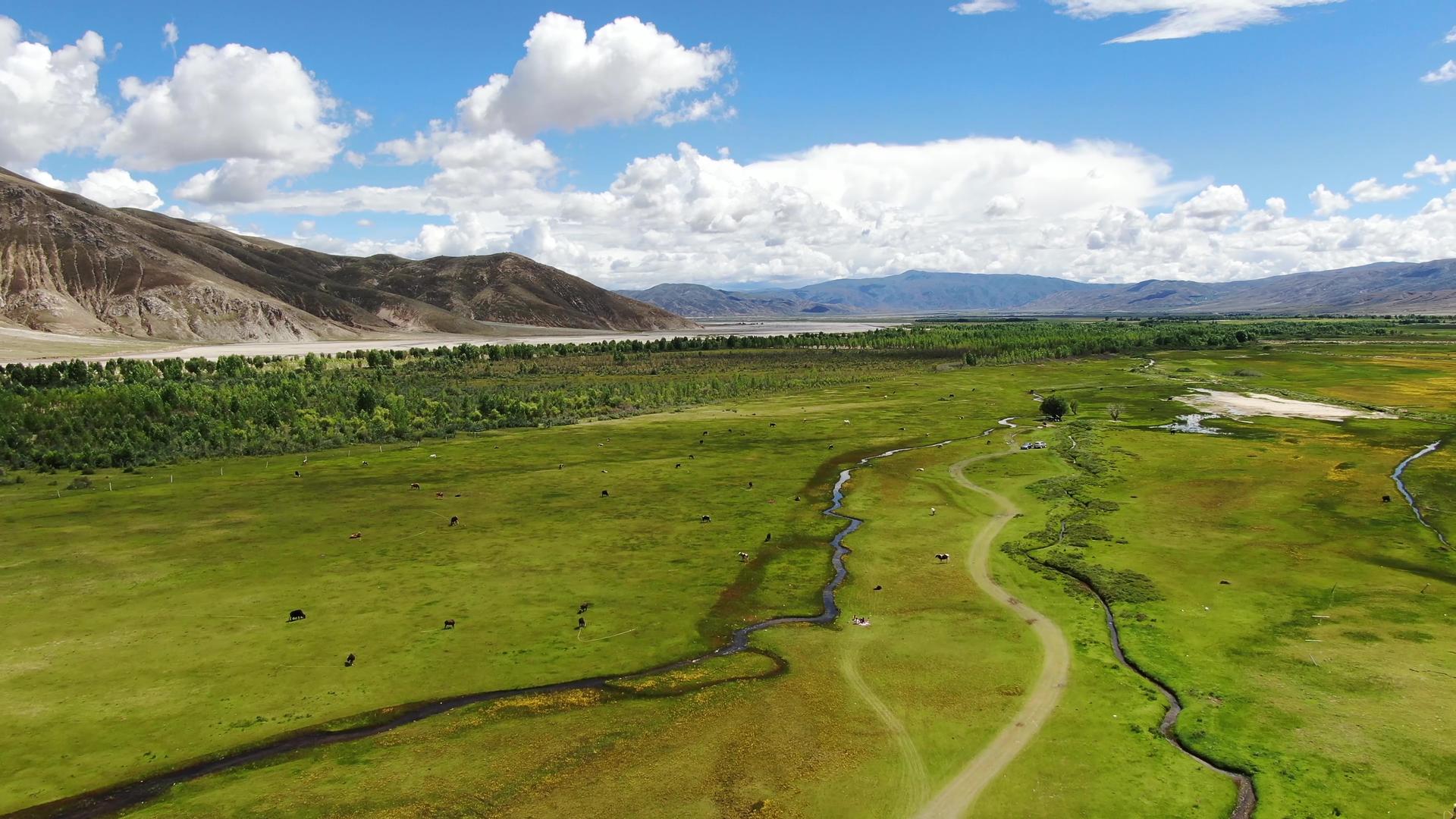 西藏高原天然牧场放牧航拍视频视频的预览图