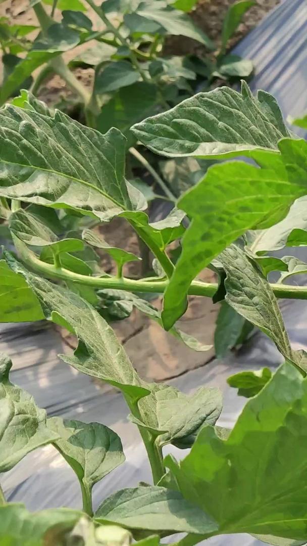 作物番茄种植基地视频的预览图