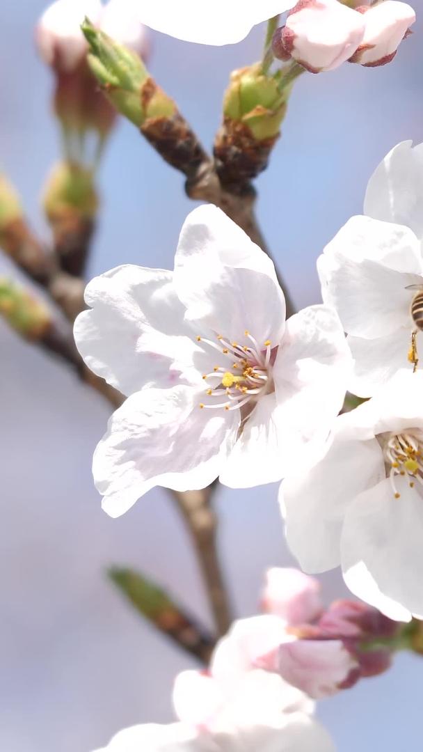 樱花和蜜蜂视频的预览图