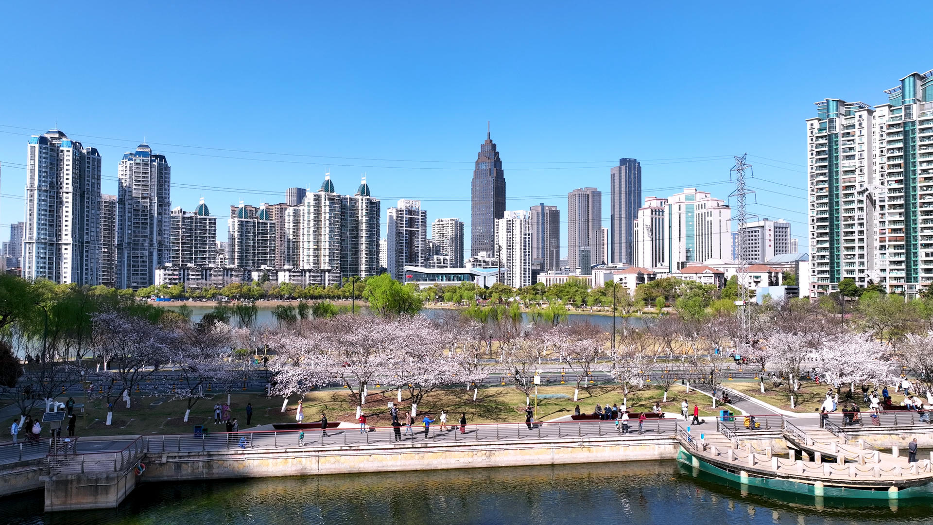 春季武汉城市街道上开满樱花的航拍4k素材视频的预览图