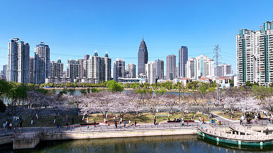 春季武汉城市街道上开满樱花的航拍4k素材视频的预览图