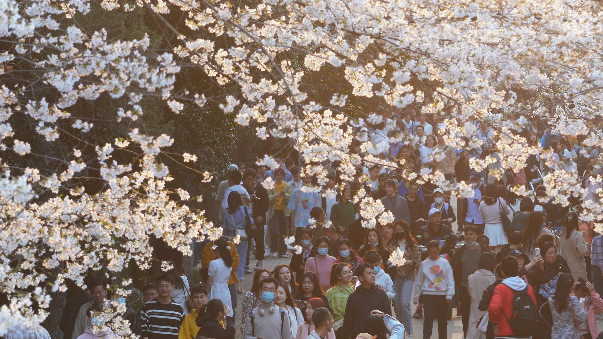 春季樱花季武汉大学校园樱花大道赏花人群4k素材视频的预览图