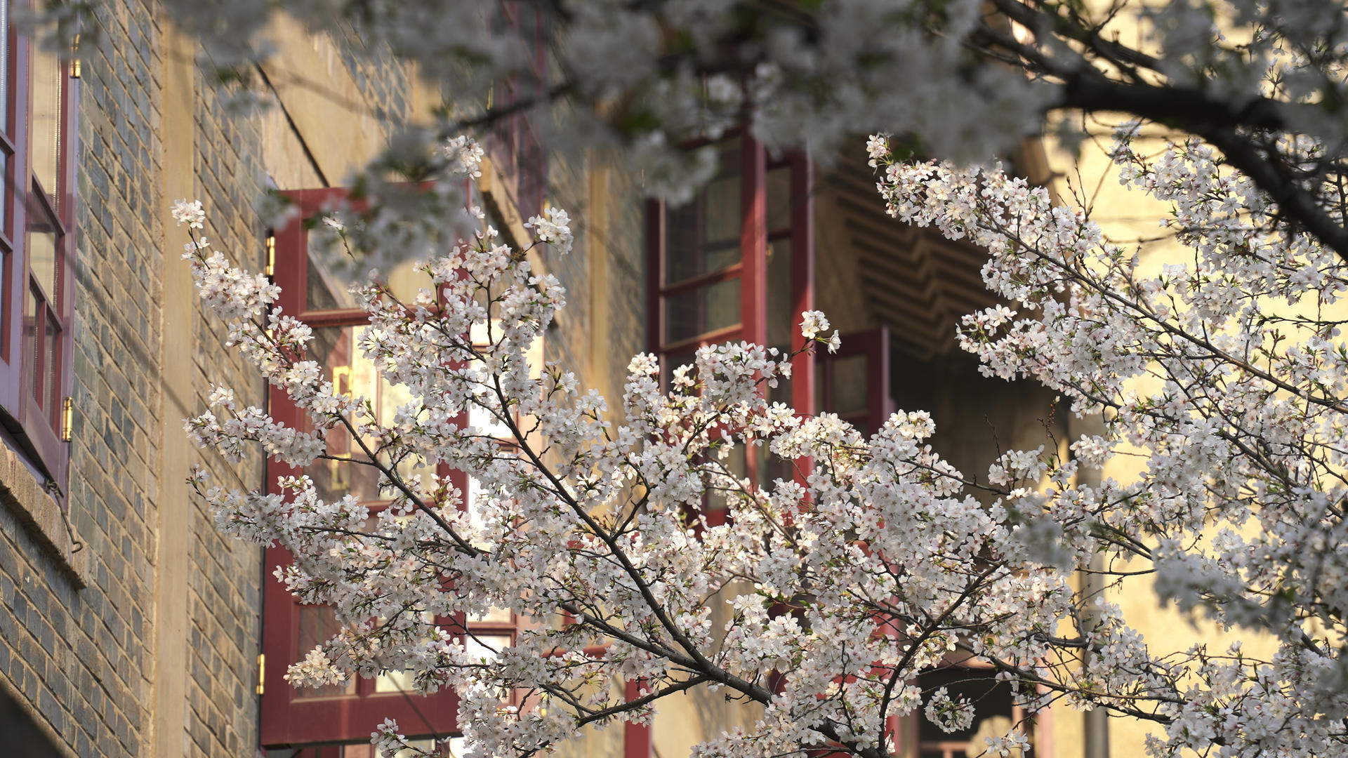 春季樱花季武汉大学校园盛开的樱花街景4k素材视频的预览图