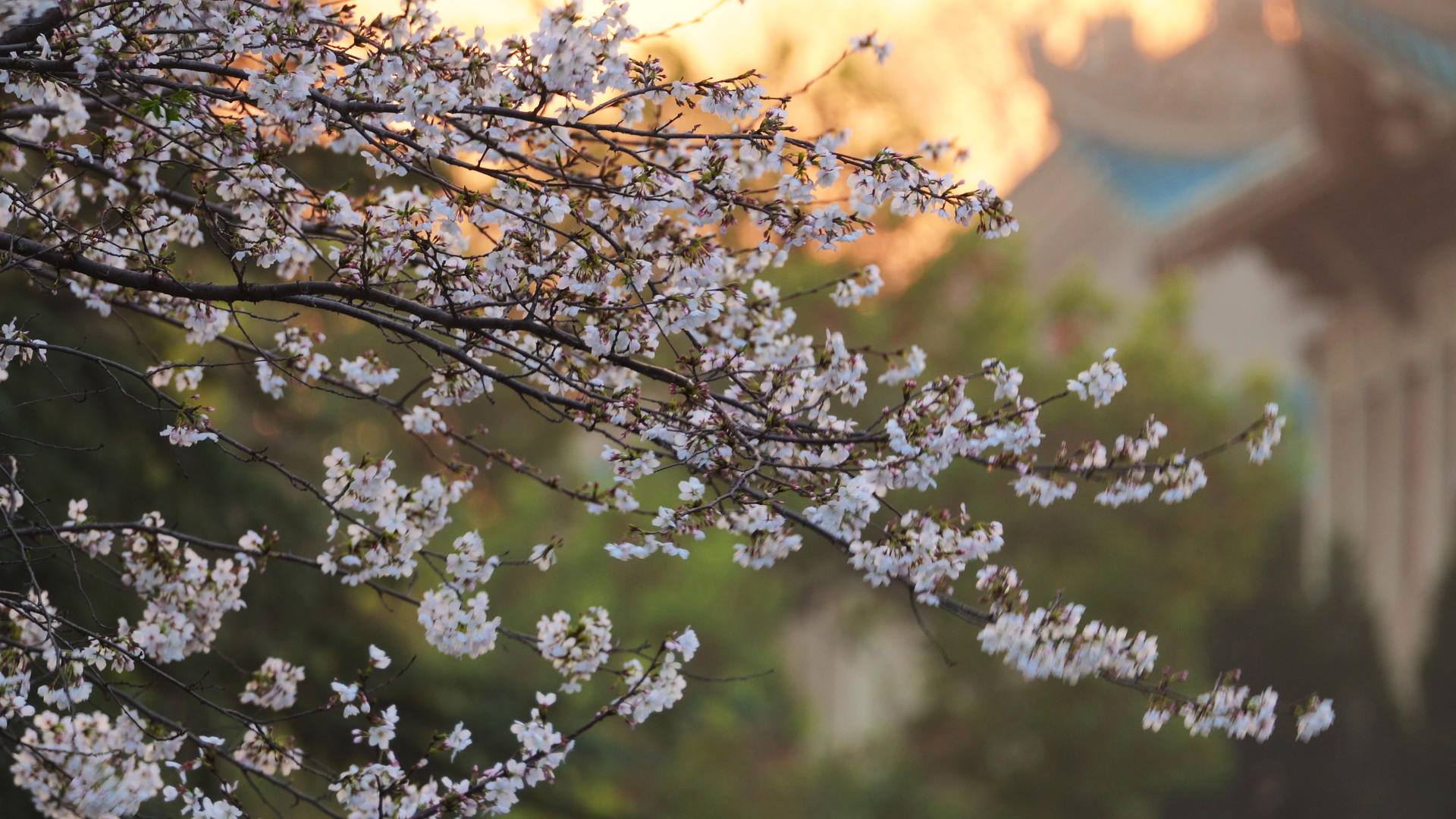 武汉春季樱花季武汉大学樱花大道盛开的樱花4k素材视频的预览图