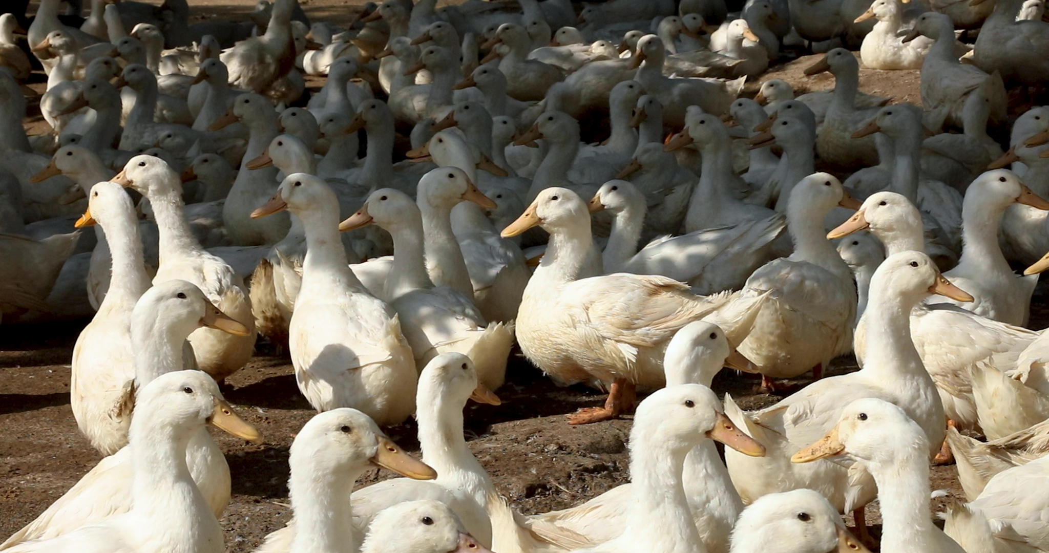 4K养殖工厂里成群的白鸭子视频的预览图