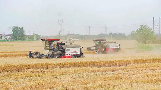 4K实拍农忙机械化收割麦子农业丰收视频的预览图