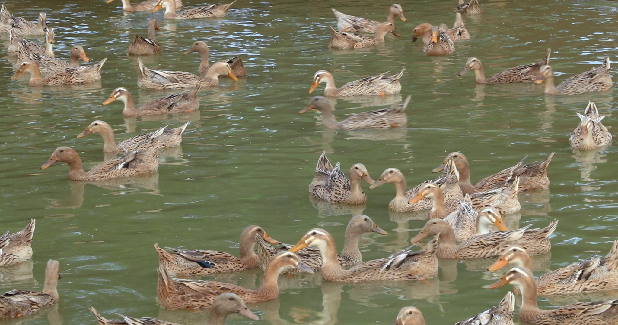 4K养殖厂水面的鸭子群视频的预览图