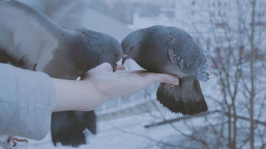 寒冬雨雪天气喂养鸽子视频的预览图