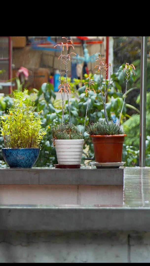 在雨中老式洋房阳台上的绿色盆栽和围栏上的雨滴视频的预览图