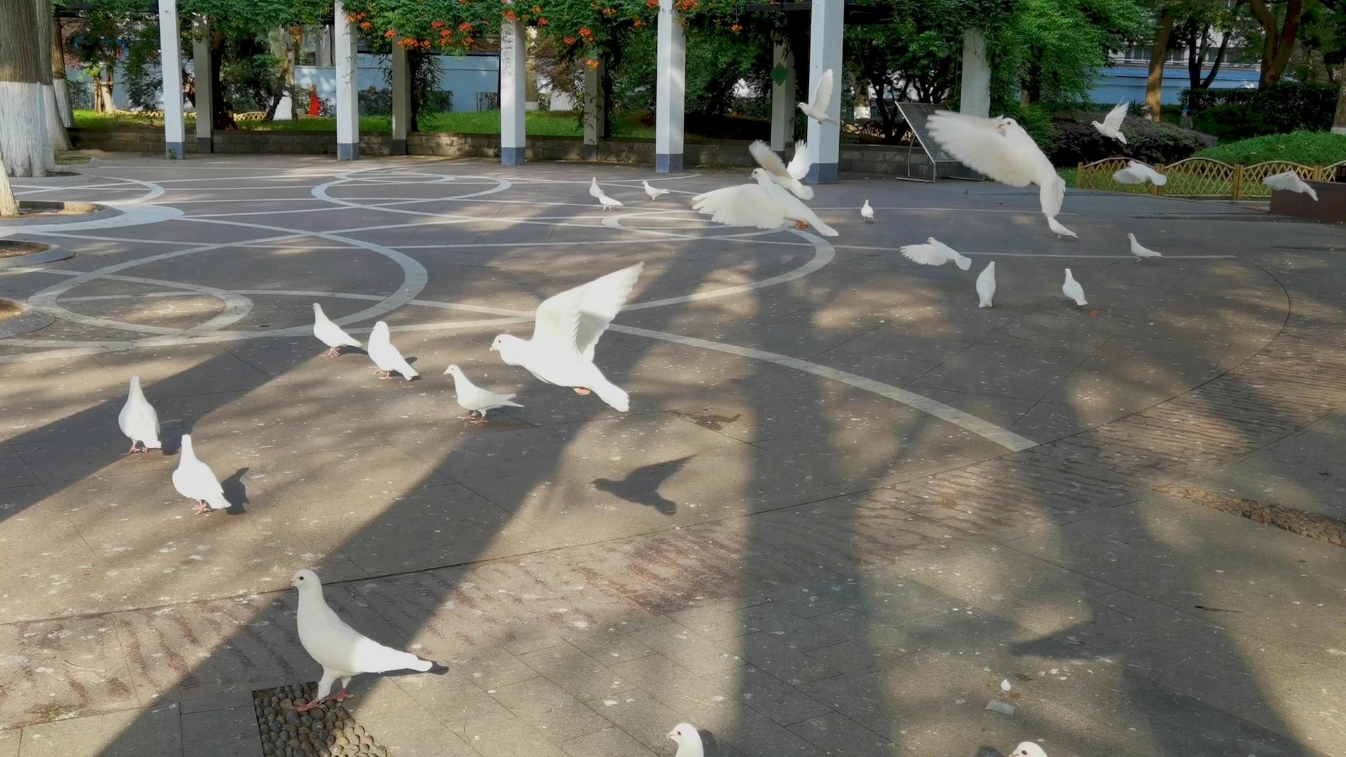 广场上振翅欲飞的白鸽和树枝上嬉闹的白鸽合集视频的预览图