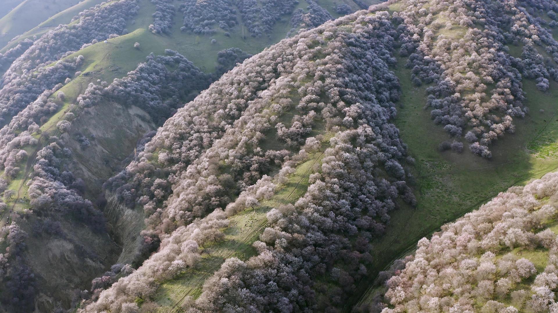 那拉提杏花沟景区视频的预览图