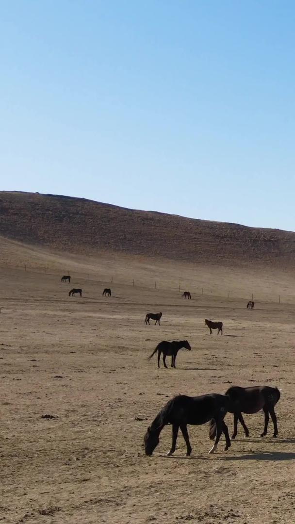 在黄色的草原上内蒙古航拍在马群上奔腾视频的预览图