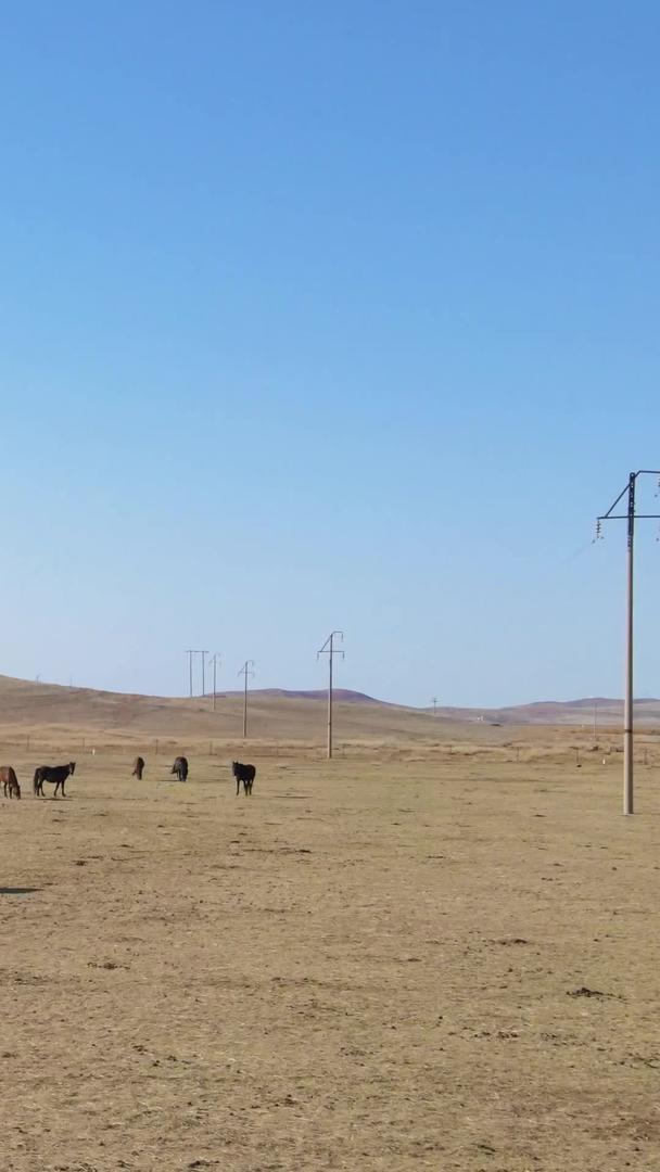 在黄色的草原上内蒙古航拍在马群上奔腾视频的预览图